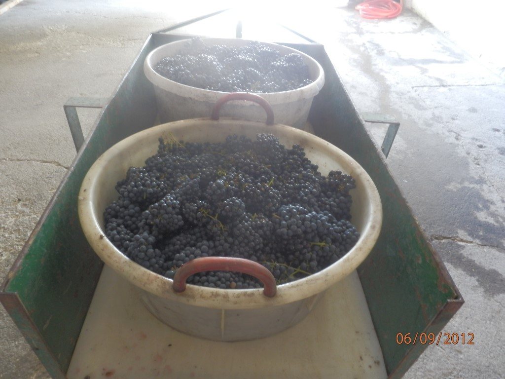 Si vendemmia per fare il mosto cotto!!