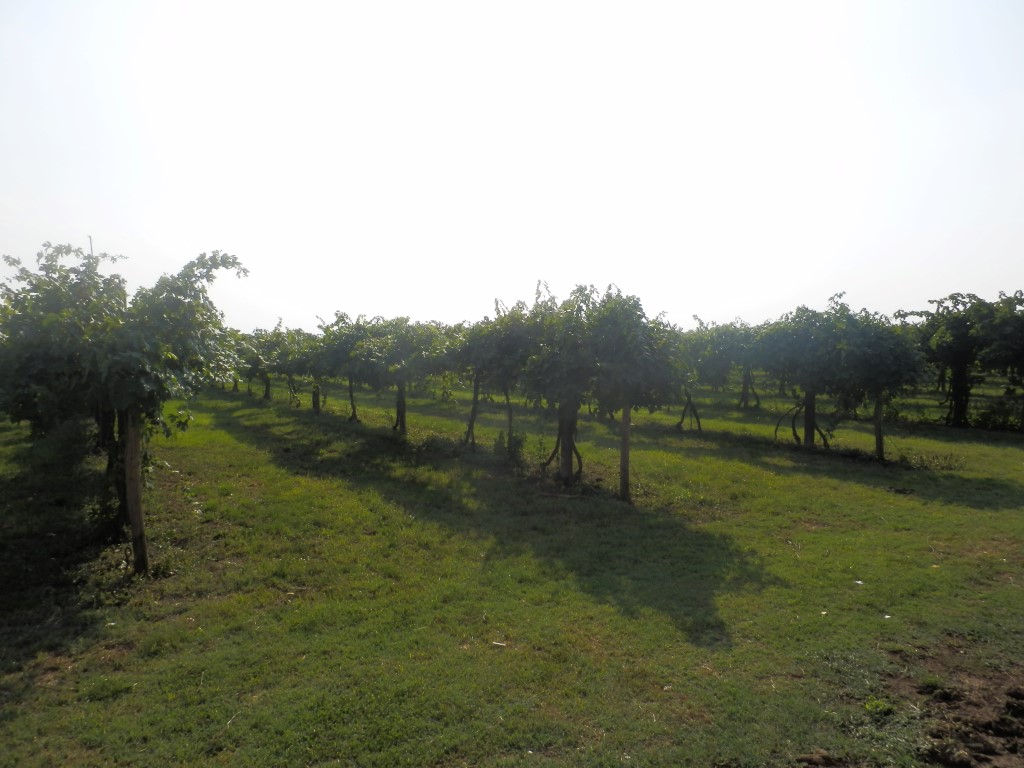 Il Vigneto.